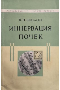 Иннервация почек (БУ). Швалев В.Н.
