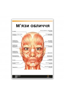 Плакат. Мязи обличчя