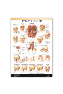 Плакат. Мязи голови
